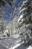 La neige est fraîche sur le sentier et les arbres.