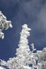 La neige et la glace restent prises au sommet des arbres.